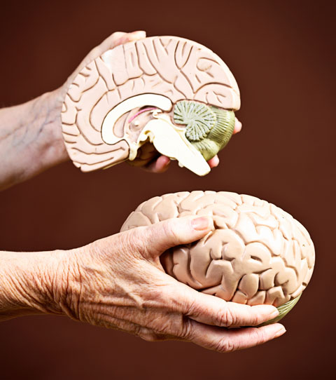 Echinacea and Neurodegenerative Disease Echinacea may help fight Alzheimer's and Parkinson's diseases.