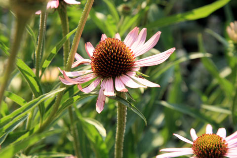 Echinacea angustifolia, also known as Black samson, is one of three main species of echinacea used for herbal medicine.