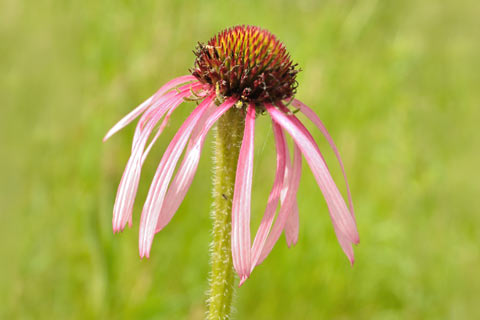 Echinacea pallida, also known as pale coneflower, is one of three main species of echinacea used for herbal medicine.