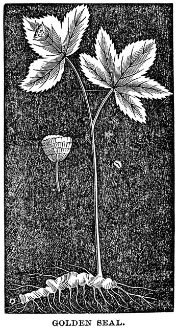 Which drugs do goldenseal and its compounds interact with?