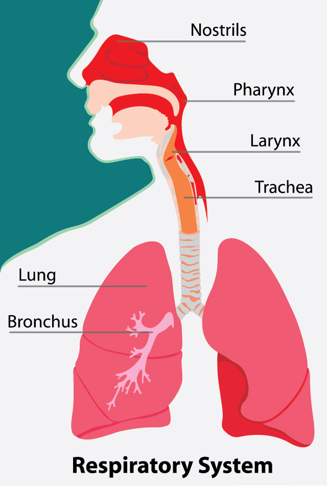 Echinacea Help for COPD Echinacea may help improve breathing in people with COPD.