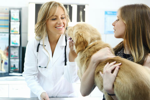 Veterinary use of echinacea for small animals.