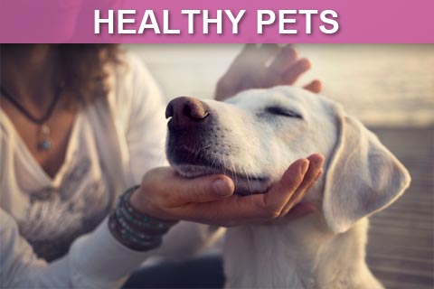 Healthy Pets